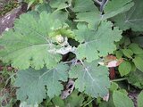 Macleaya cordata