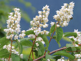 Deutzia crenata