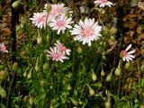 Crepis rubra