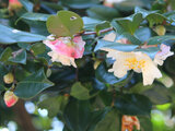 Camellia sasanqua Spring sasanqua 'Umegaka'