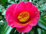 Camellia japonica