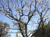 Prunus mume  'kanou-gyokucyou-taikako'