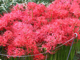 Lycoris