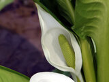 Skunk cabbage