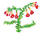 Cantua buxifolia 'Tricolor'