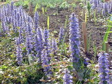 Ajuga