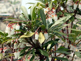 Pieris koidzumiana 