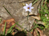 小花庭菖蒲