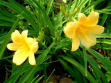 Daylily