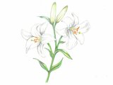 Lilium candidum