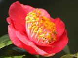 Camellia Higo-momijigari
