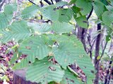 Carpinus cordata