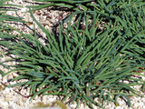 Allium idzuense
