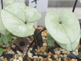 Asarum nipponicum 'Silver leaf'