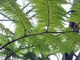 Flying Spider-monkey Tree Fern