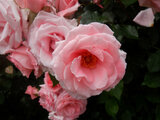 Rose 'Princess Aiko'