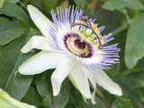 Passionflower