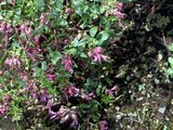 Origanum 'Pilgrim'