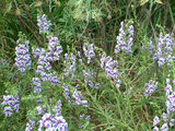 Angelonia serena 'purple stripe'