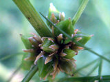 Asparagus schoberioides