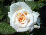 Roza 'Bridal White'