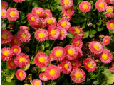 Bellis perennis