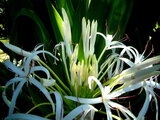  Crinum asiaticum var. japonicum