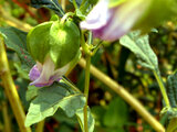 Nicandra physalodes