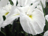 Japanese Iris 'Tsurunokegoromo'