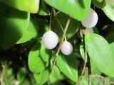 Sphyrospermum cordifolium