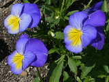 Garden pansy