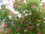 Smoke bush