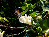 Hibiscus arnottianus