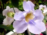 Thunbergia grandiflora