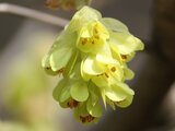 Corylopsis spicata