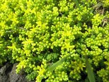 Sedum oryzifolium