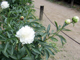 Paeonia lactiflora 'ShIrotae'