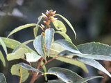 Quercus myrsinaefolia