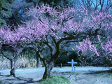 Prunus mume 'Mikaikou'