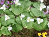 Trillium camschatcense