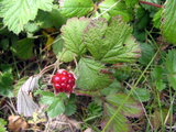 Rubus parvifolius