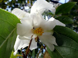 Camellia yuhsienensis