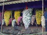 Chrysanthemum morifolium