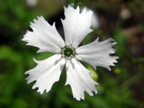 Lychnis gracillima