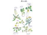 Spring seven herbs