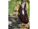 Eggplant