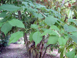 Prunus buergeriana