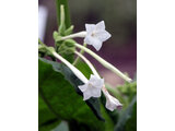 Nicotiana