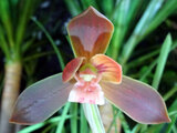 Cymbidium