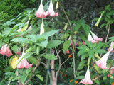 Brugmansia